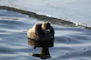 Little Grebe
