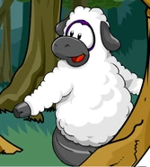 Big Bad Wool