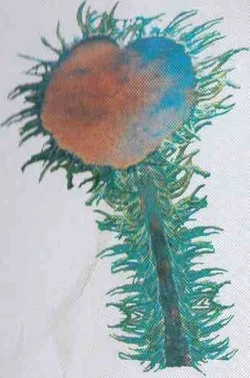 Anemonid - James Cameron's Avat...