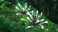 Anemonide.jpg