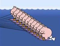 11hippos