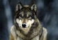 Gray wolf11
