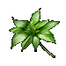 Holy Basil
