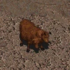 FB9 Brahmin 1