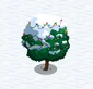 Walnut Tree snow