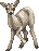 Chainedwhiteelkhatchie.gif
