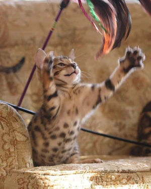 Bengal kitten playing