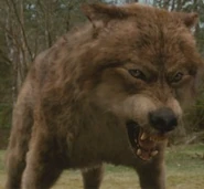 Wolfbeforeafter-560x460 (2)