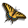 Swallowtail Butterfly-icon.png