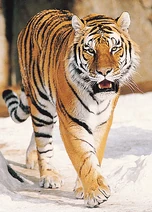 Tiger-info0