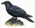 Raven3.jpg
