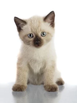 Siamese kitten