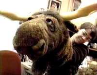 Moose