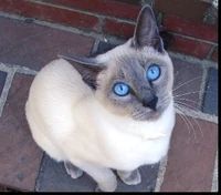 Blue Point Siamese