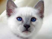 Lilac Cream Point Siamese kitten