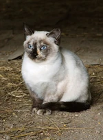 Tortie Siamese