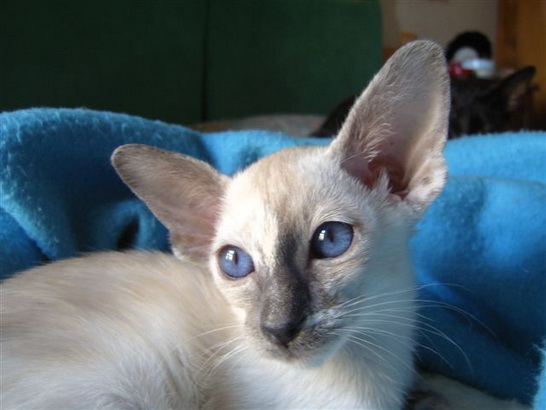 [Image: Blue_Tortie_Siamese.jpg]