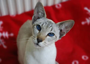 Seal Lynx Point Siamese