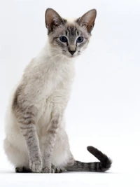 Tabby Point Siamese