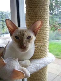 Cinnamon Point Siamese