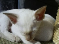 Fawn Point Siamese