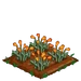 Golden Poppy 66