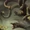 Cronus