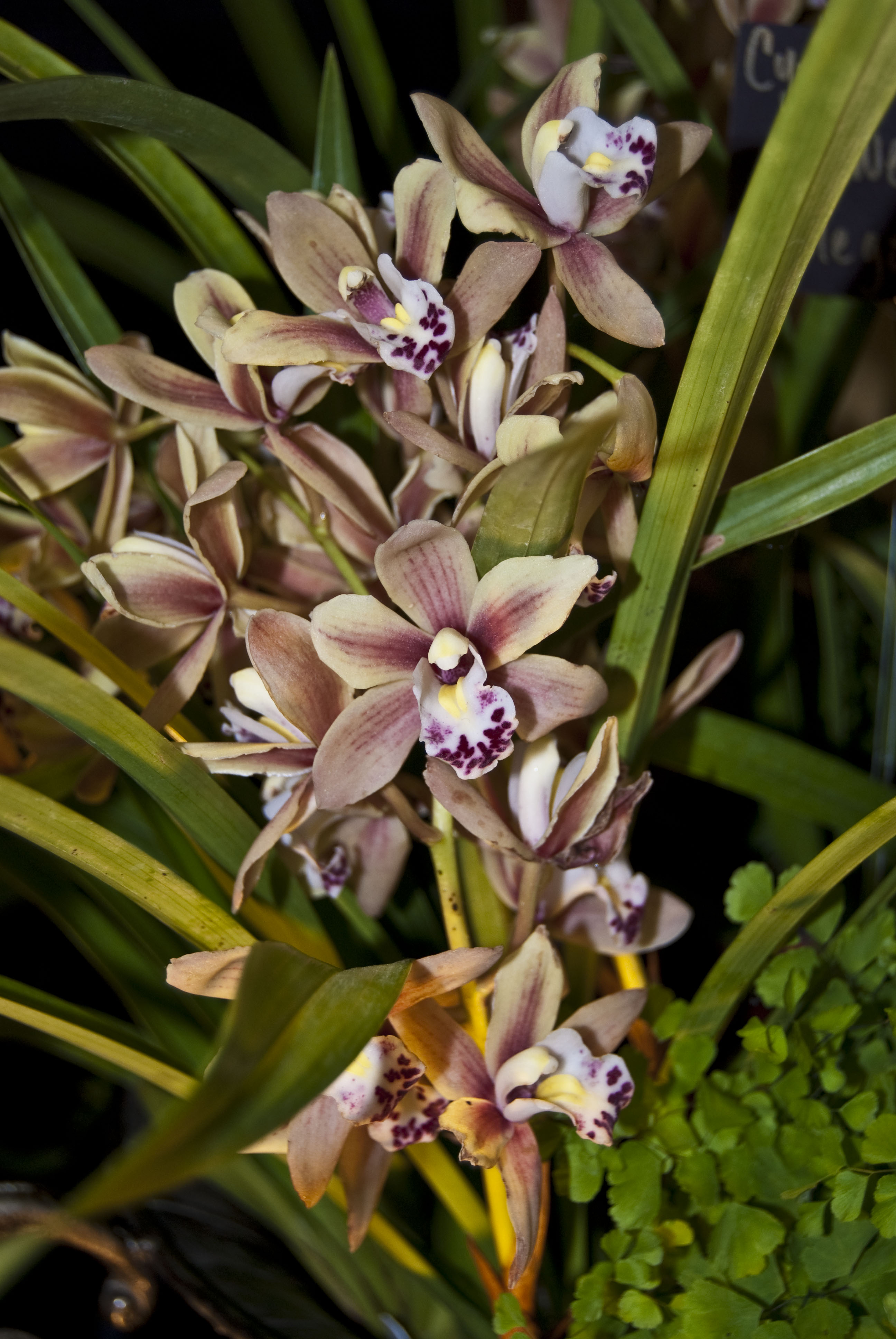 http://images4.wikia.nocookie.net/__cb20100307003707/orchids/en/images/5/53/Cymbidium_Sweetheart_%27Elegance%27_.jpg