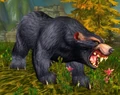 Big Samras.jpg