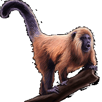 Huge item howler monkey 75x75 01.gif