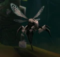 Qirot.jpg