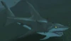Mammoth Shark