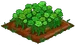 Green Rose 100