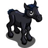Percheron Foal