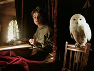Harry-potter-hedwig