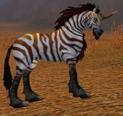 Zhevra Courser