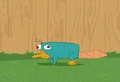 Perry backyard.jpg