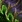 PneumutizedCarapace SC2 Game1