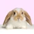 Rabid Rabbit