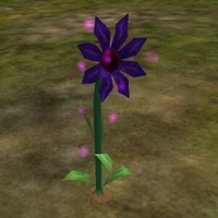 Jungle Orchid Live