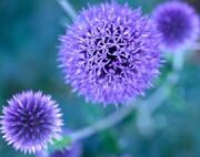 Blue-to-purple-perennial-flowers-1