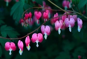 Define-bleeding-heart-1