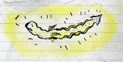 Glow-worm