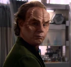 Organian Phlox