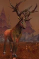 Mosshoof Courser.jpg