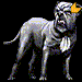 Bullmastiff