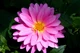 Beautiful-pink-flower