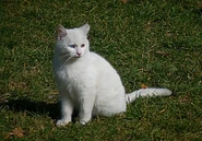 Turkish Van outdoors 2