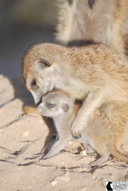 http://images4.wikia.nocookie.net/__cb20100417084020/meerkats/images/9/93/Axel_and_pup_of_VW0804.jpg