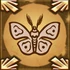 Little Moth
